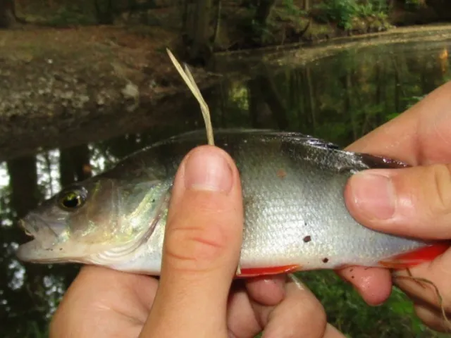 Flussbarsch