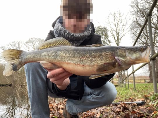 Zander