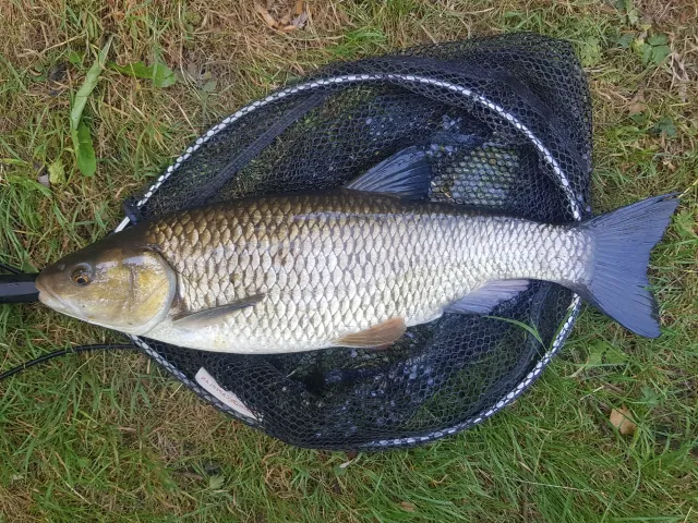 Döbel
