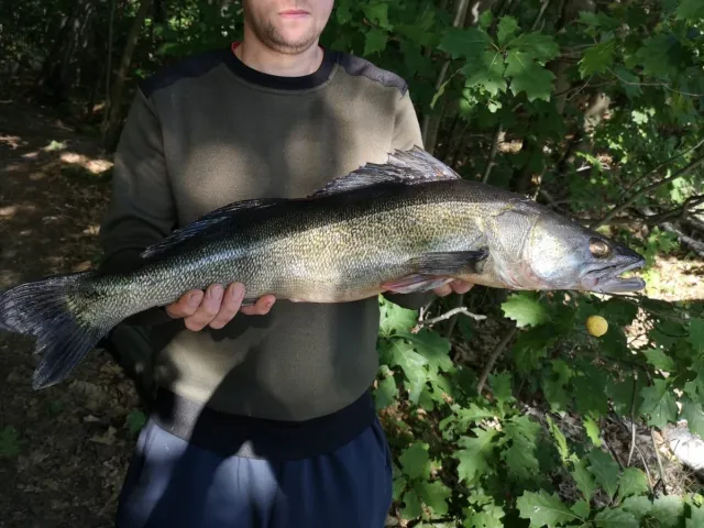 Zander