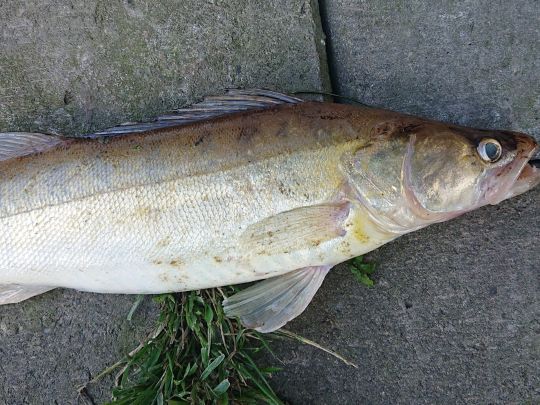 Zander