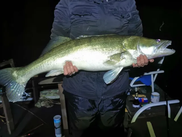 Zander
