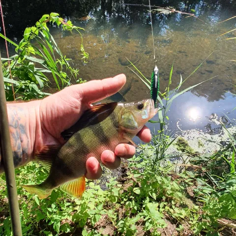 Flussbarsch