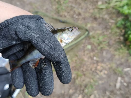 Flussbarsch