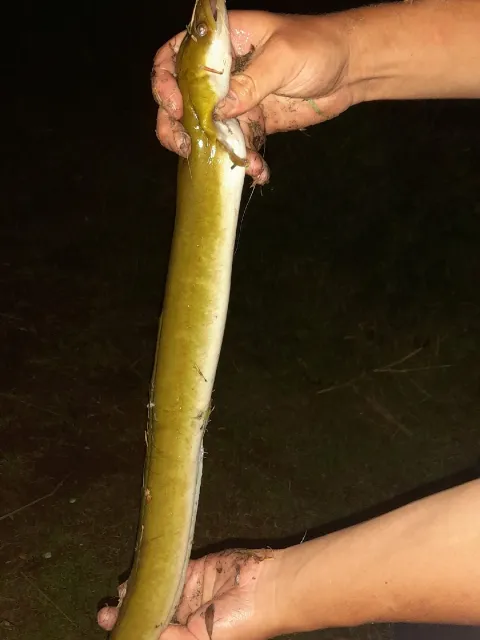 Aal
