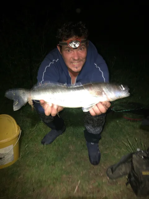 Zander