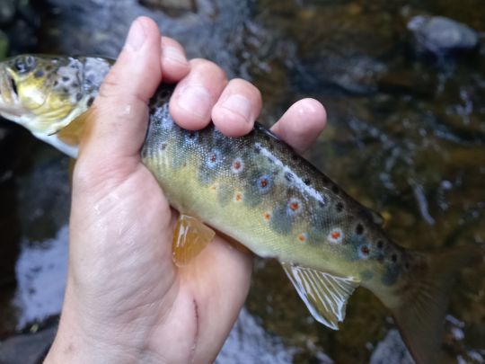 Bachforelle