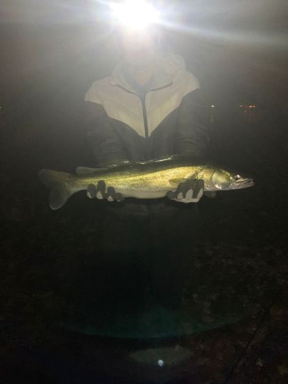 Zander