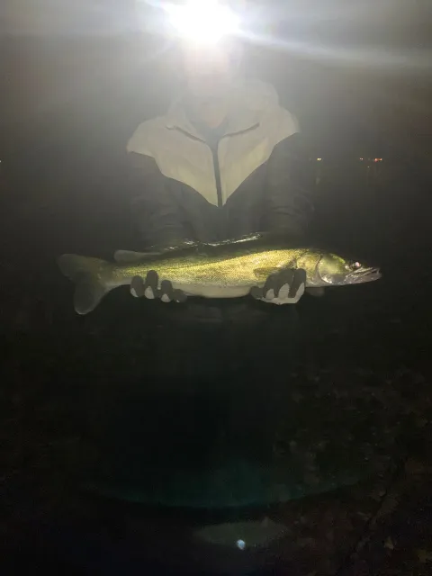 Zander