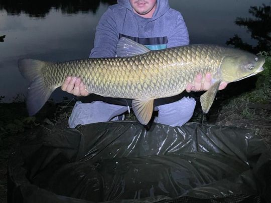 Graskarpfen