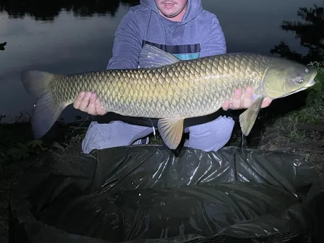 Graskarpfen
