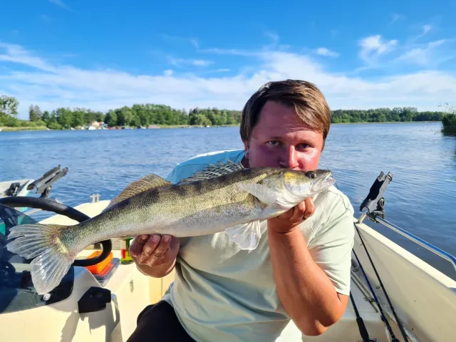 Zander