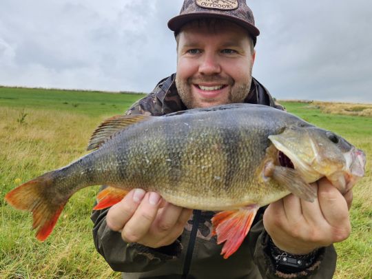 Flussbarsch