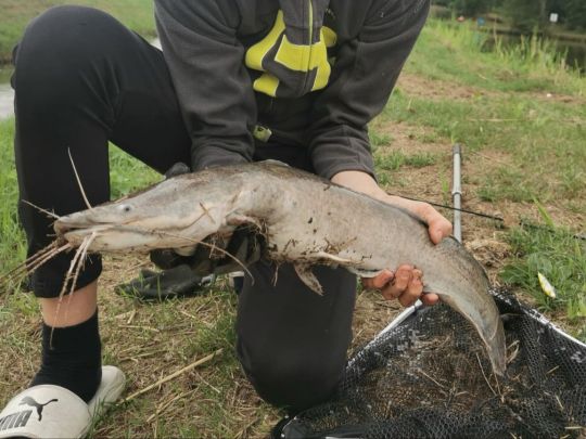 Afrikanischer Raubwels
