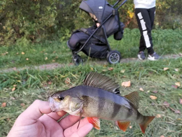 Flussbarsch