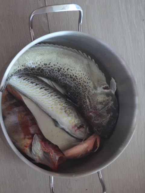 Petermännchen