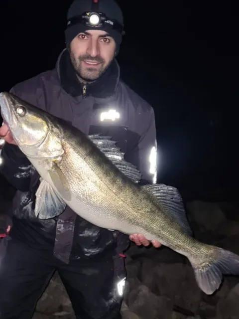 Zander