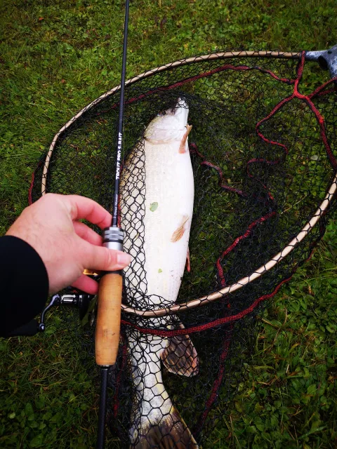 Hecht