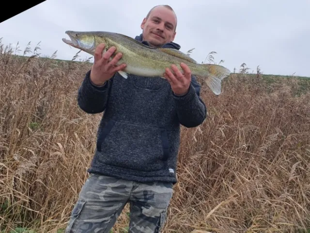 Zander