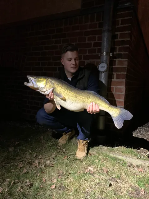 Zander