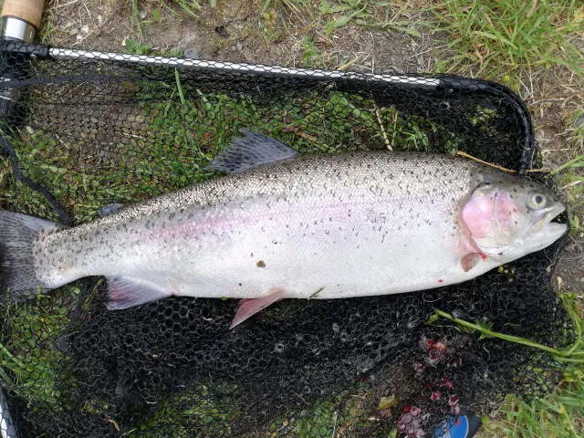 Regenbogenforelle