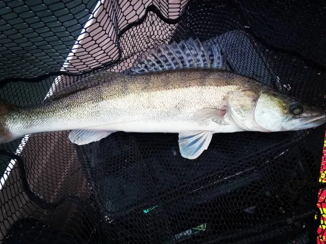 Zander