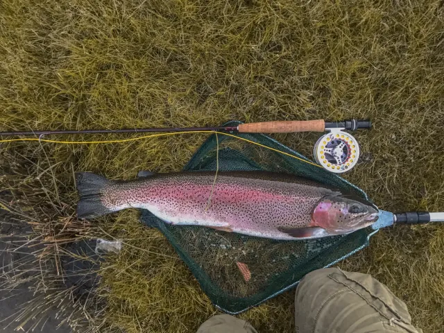 Regenbogenforelle