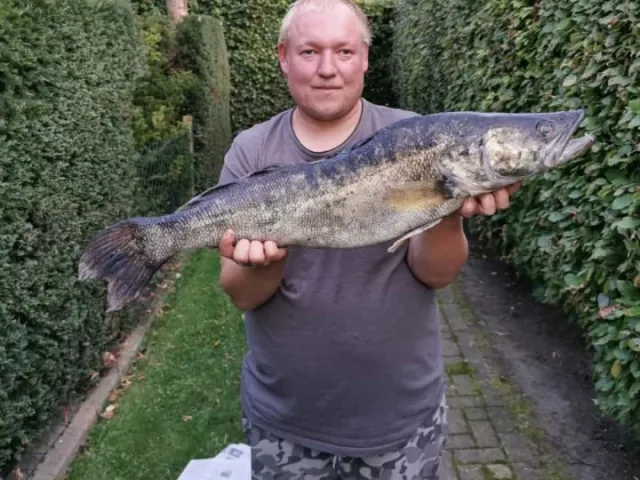 Zander