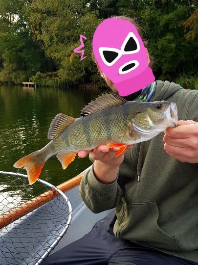 Flussbarsch