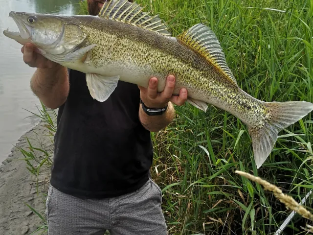 Zander