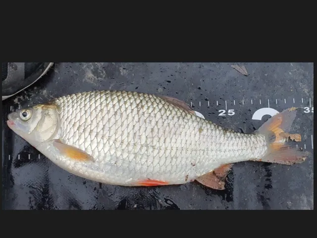 Rotauge