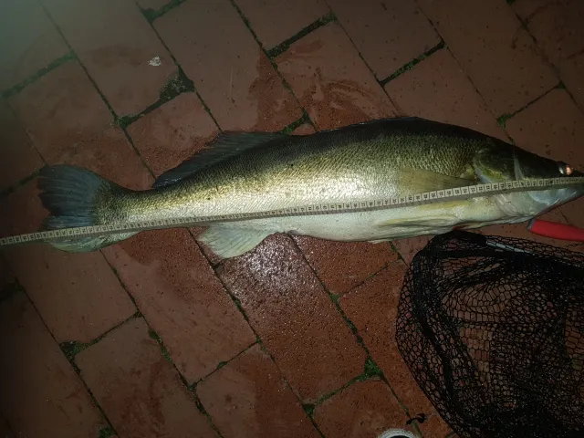 Zander
