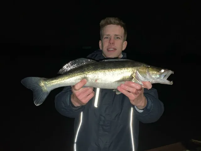 Zander