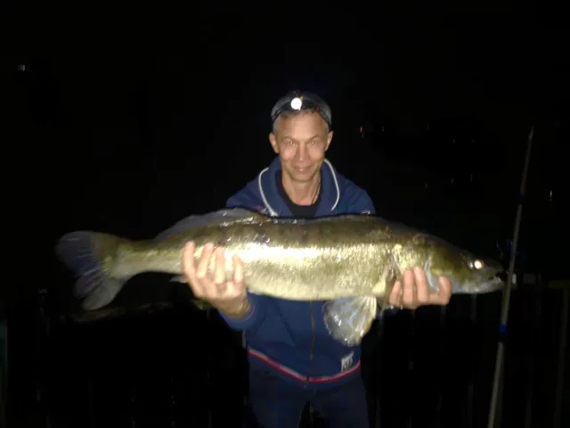 Zander