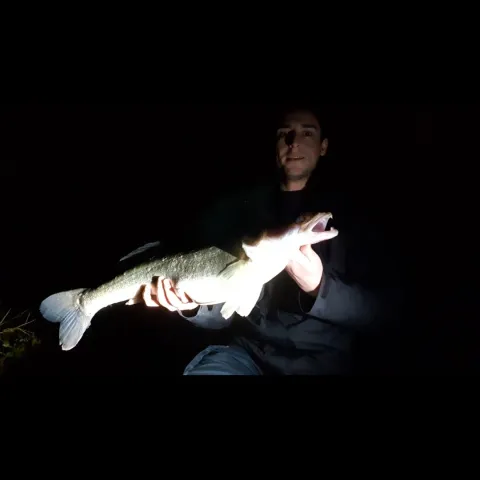 Zander