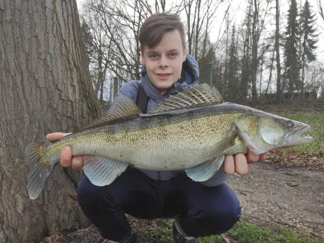 Zander