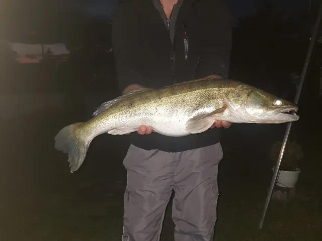 Zander
