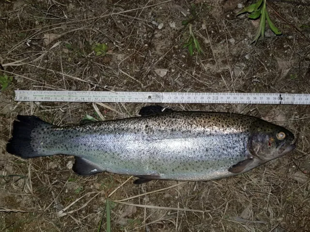 Regenbogenforelle