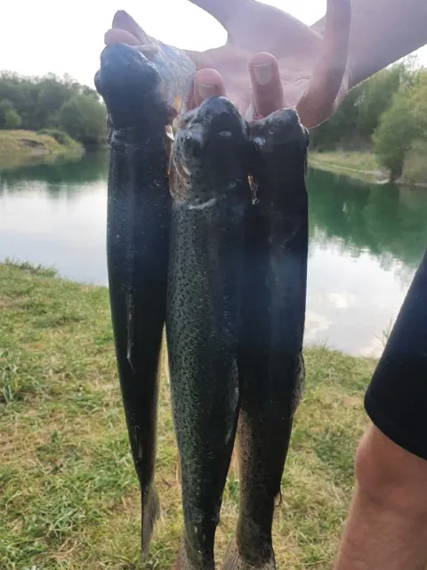 Regenbogenforelle