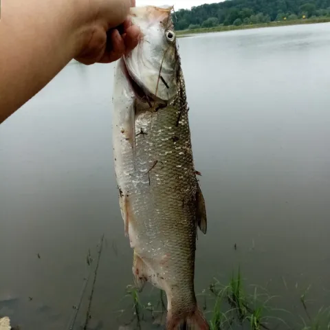 Rapfen