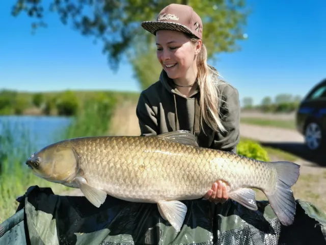 Graskarpfen