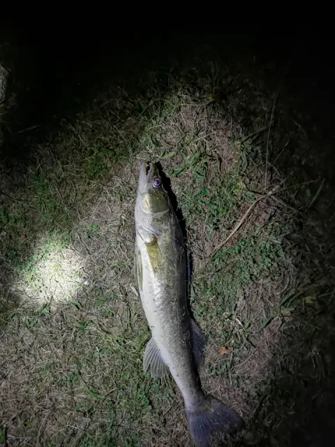 Zander