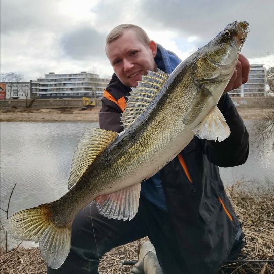 Zander