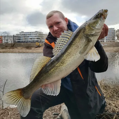 Zander