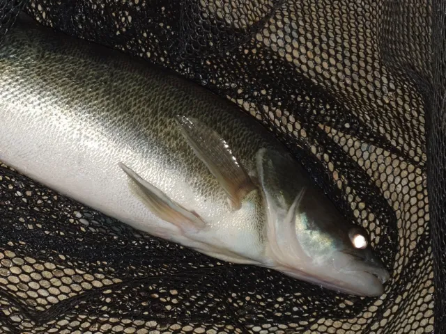 Zander