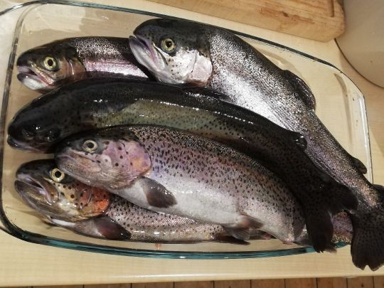 Pixhaier Teich ALLE ANGELN