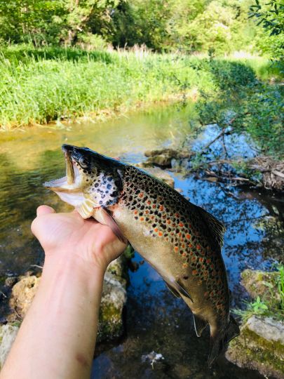 Bachforelle