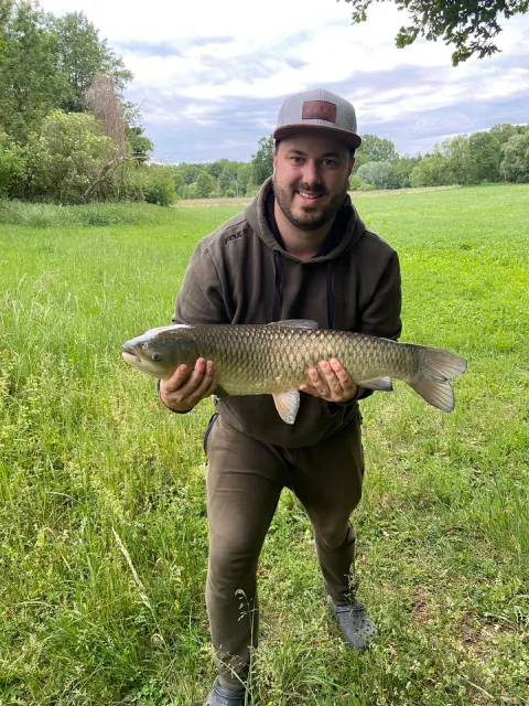 Graskarpfen