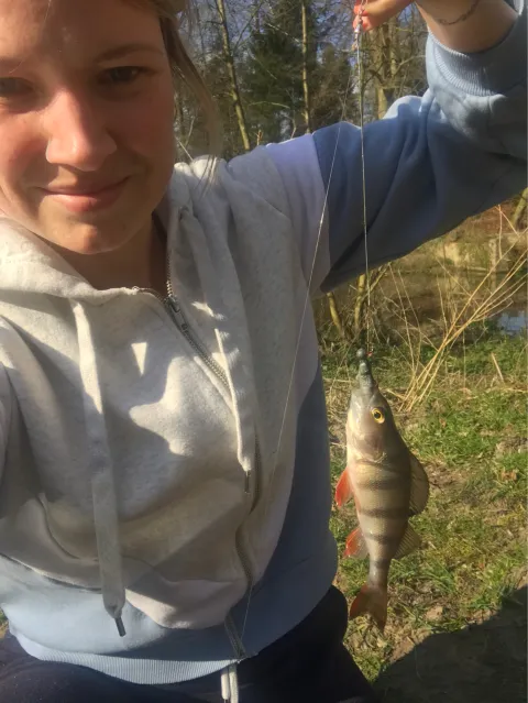 Flussbarsch