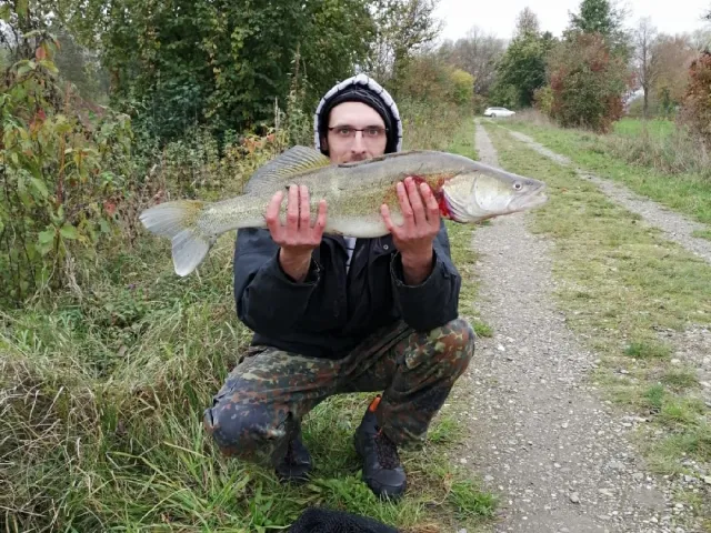 Zander